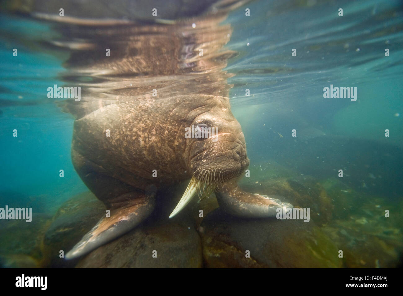 морж в воде. морж под водой. морж плавает. морж в воде. морж плывет.
