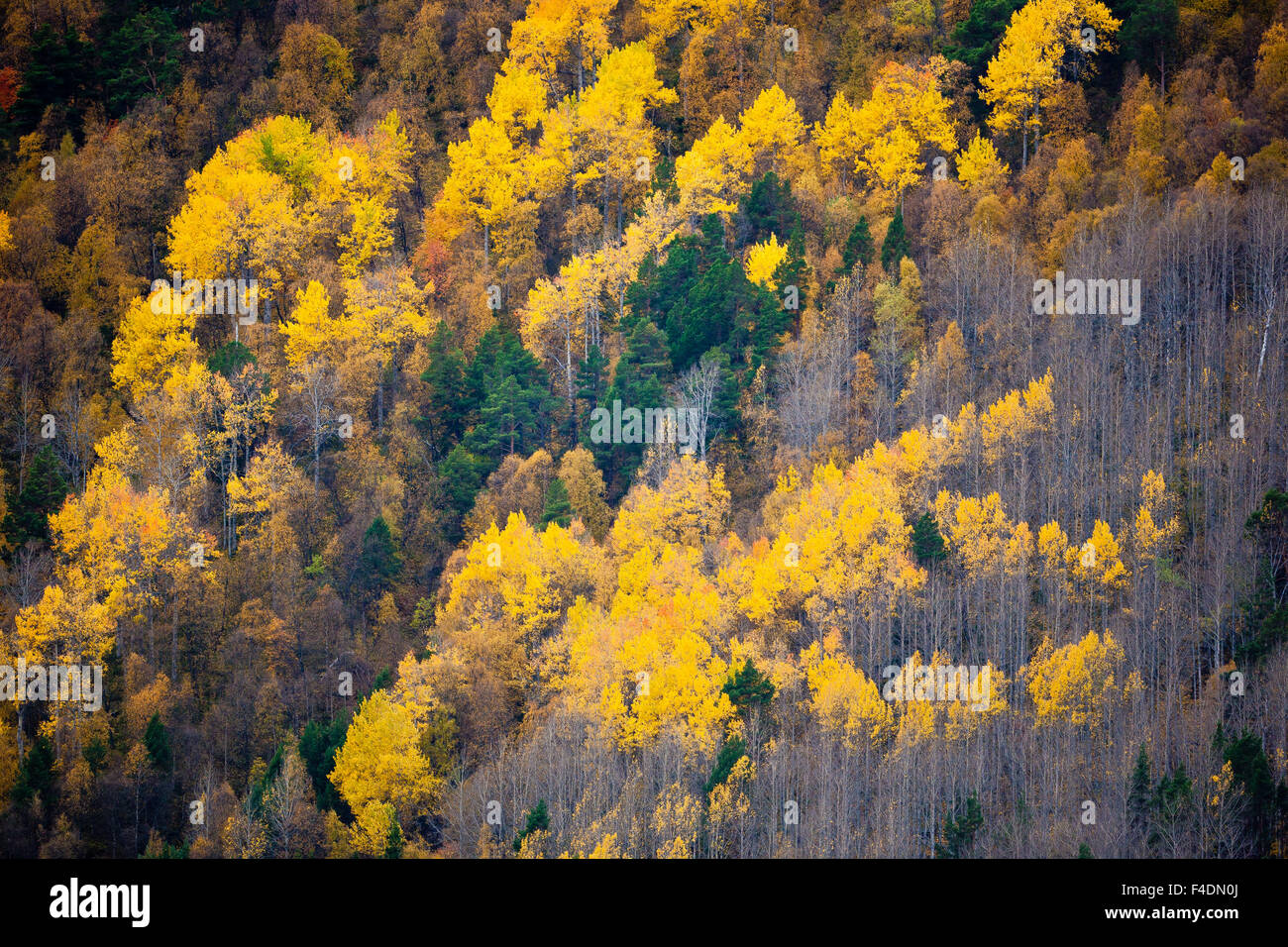 Fall colors in the hillside of Lieslia at Dombås, Dovre kommune, Oppland fylke, Norway. Stock Photo
