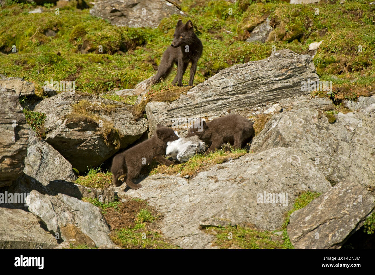 Norway, western Spitsbergen. Arctic fox (Vulpes lagopus) in blue phase, vixen with pair of kits fighting over a black-legged kittiwake chick, Rissa tridactyla, catch. Stock Photo
