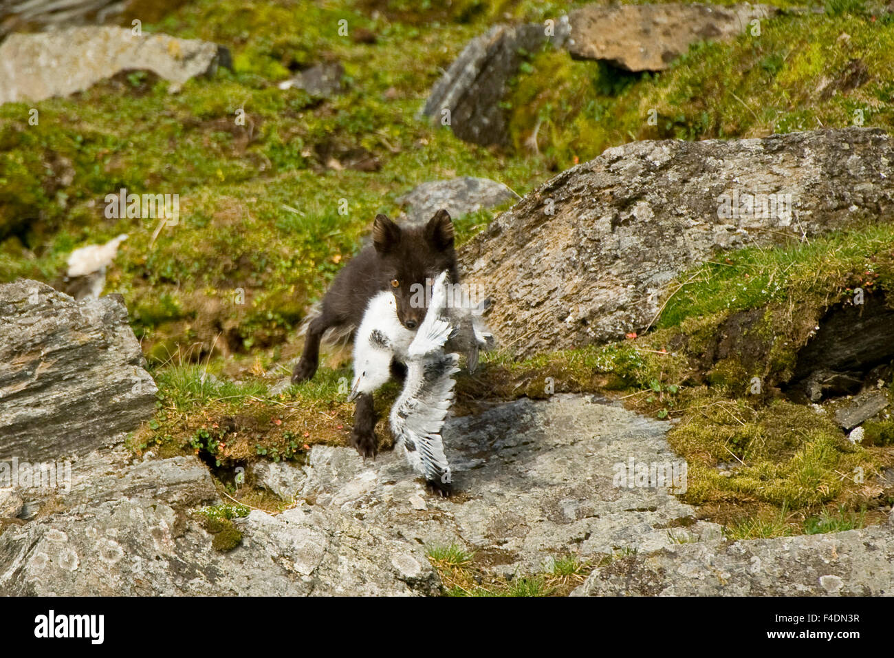Norway, western Spitsbergen. Arctic fox (Vulpes lagopus) vixen with a black-legged kittiwake chick (Rissa tridactyla) catch. Stock Photo