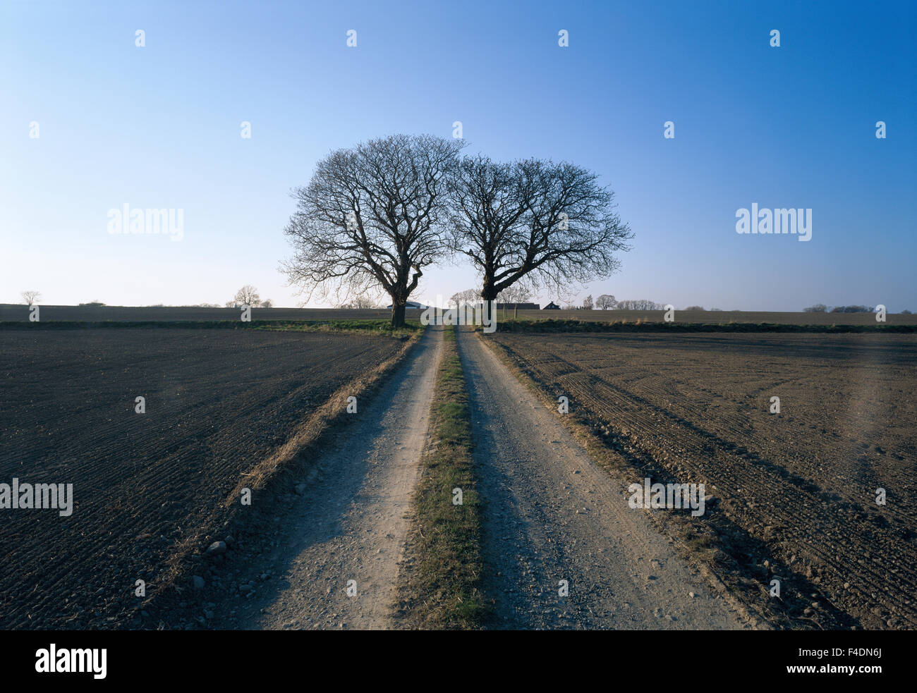 Two lonely trees Stock Photo - Alamy