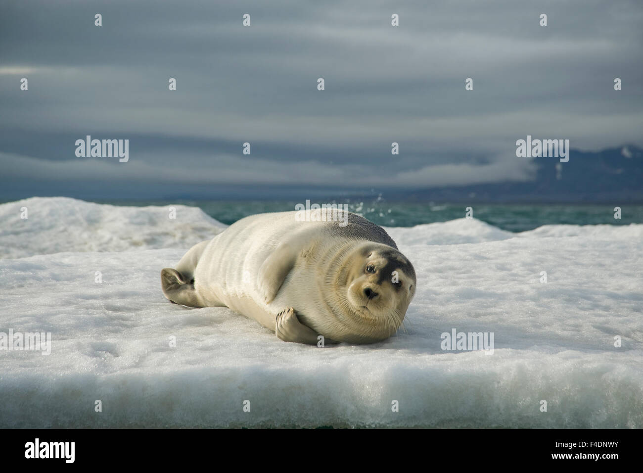 Norway, Spitsbergen, Greenland Sea. Bearded seal (Erignathus barbatus ...