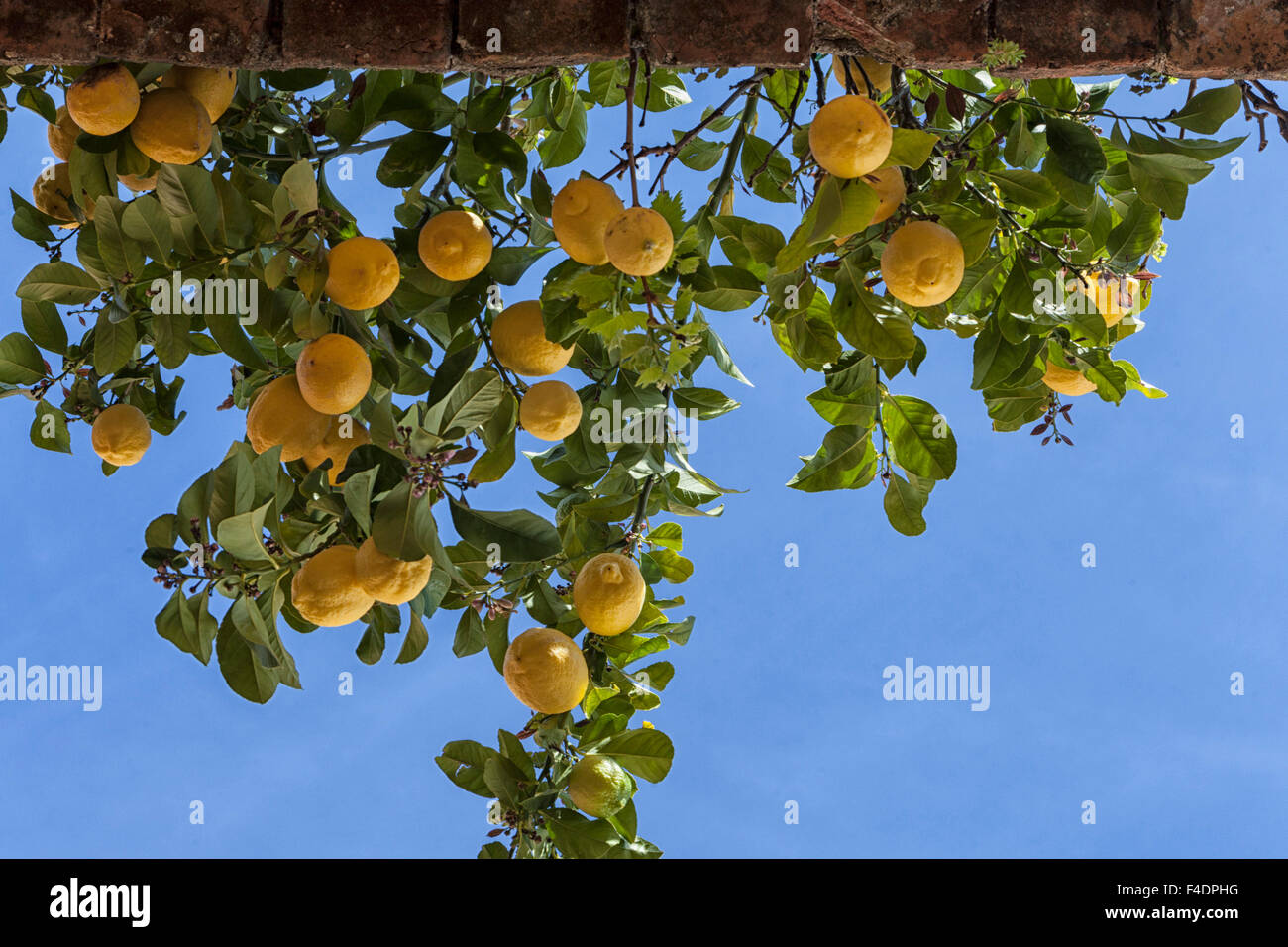 Under the lemon tree, looking up, seeing all the fresh naturally grown, treeripened lemons