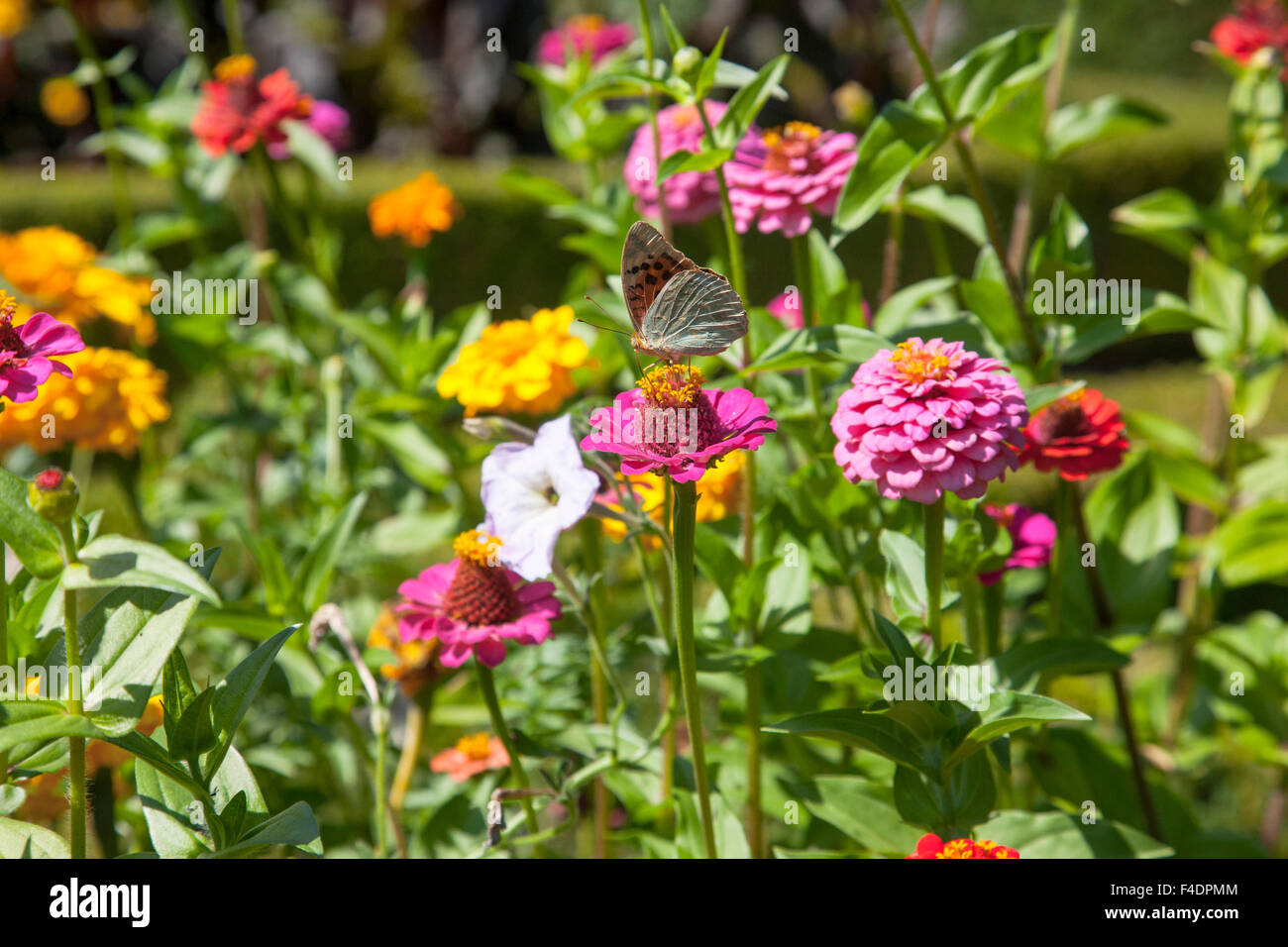 As part of the most beautiful country manor in Portugal are the outstanding gardens where this butterfly was captured. Stock Photo