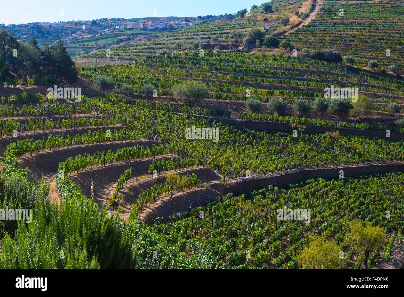 Terraced hillside vineyards in the Douro Valley of Portugal. Stock Photo