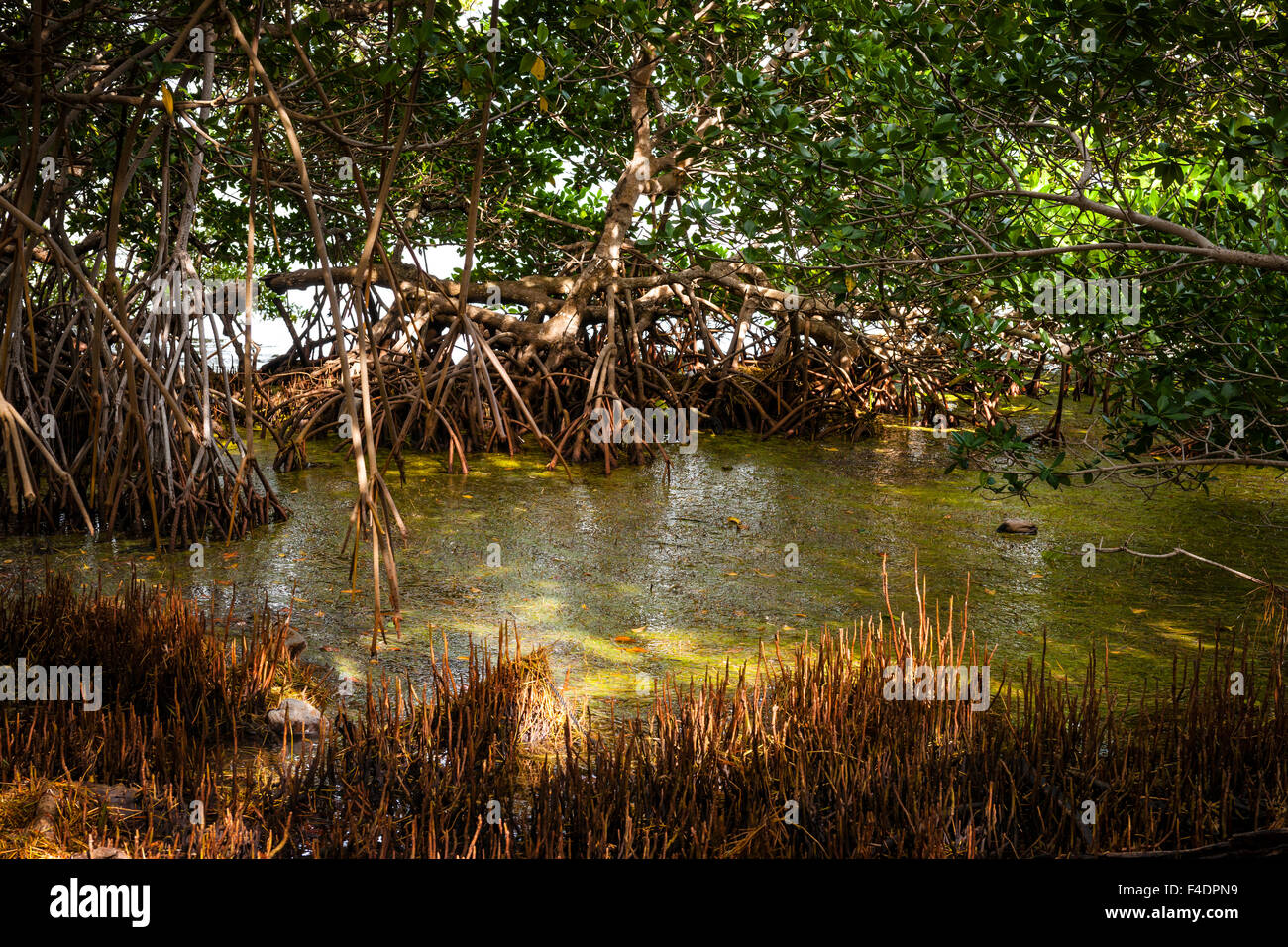 Mangrove trees and swamp near ocean shore at Florida Keys Stock Photo