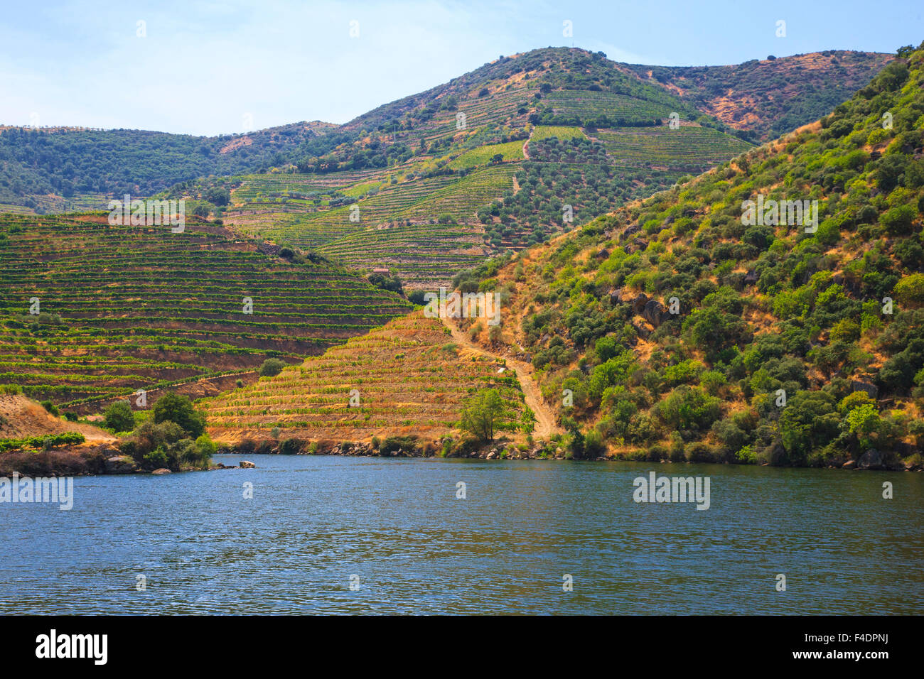 Terraced vineyards that produce port grapes along the Douro river Valley. Stock Photo