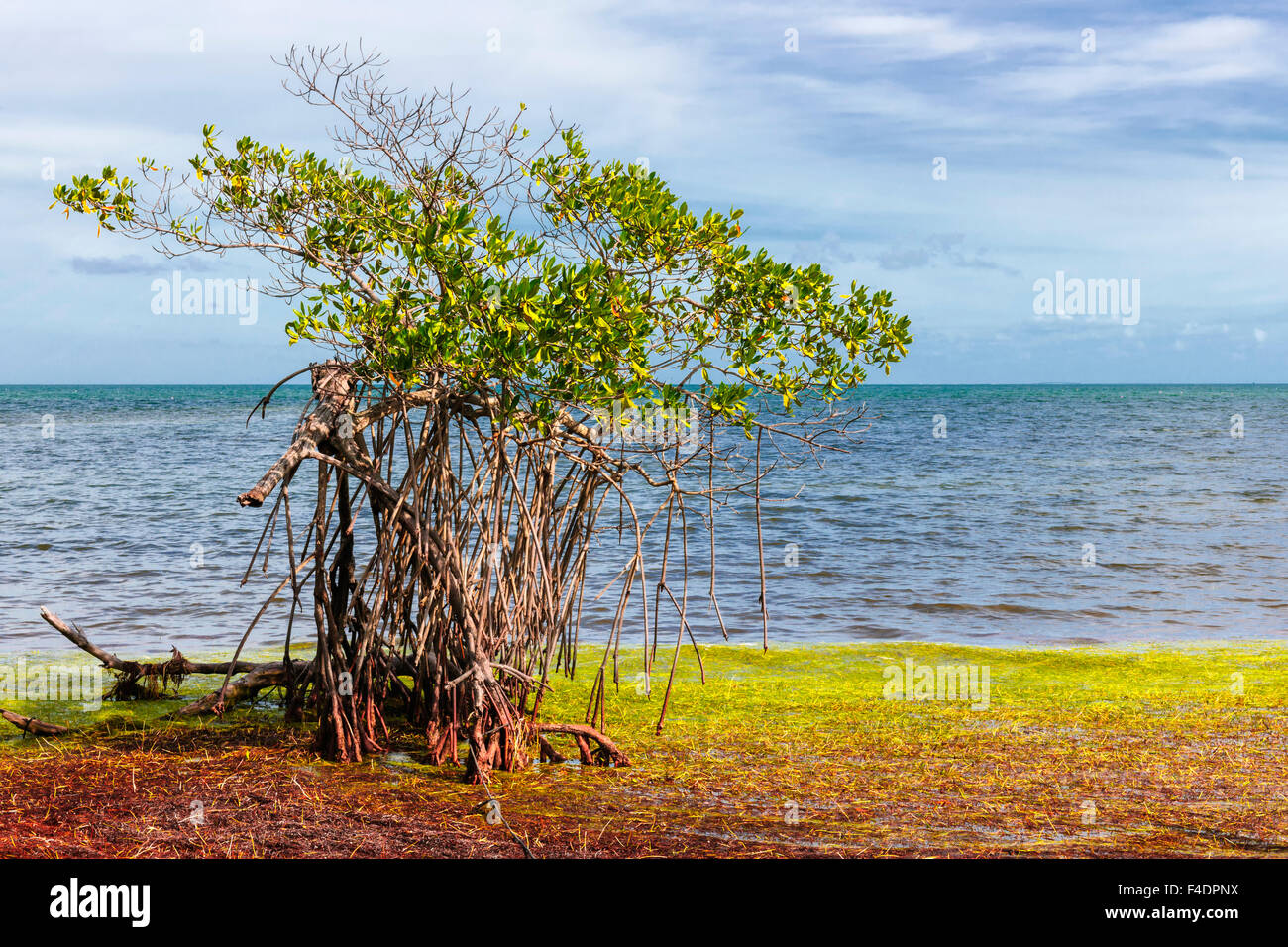 Mangrove trees florida hires stock photography and images Alamy