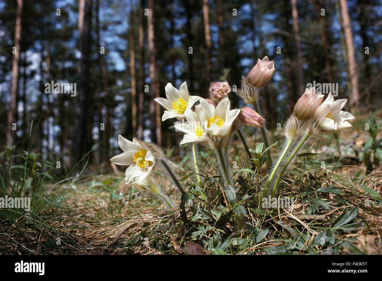 Flowers in the forest Stock Photo Alamy