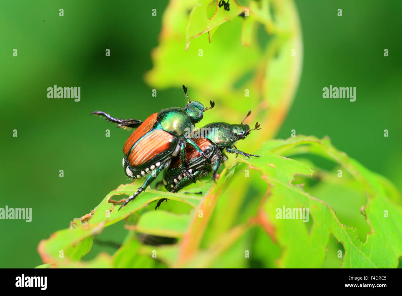 Popillia japonica japanese beetle hi-res stock photography and images ...