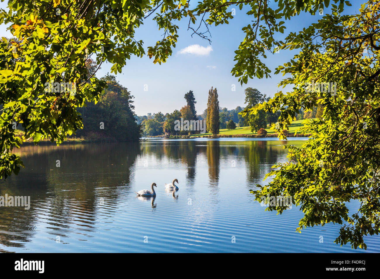 Swans on the lake at Bowood House in Wiltshire in autumn. Stock Photo