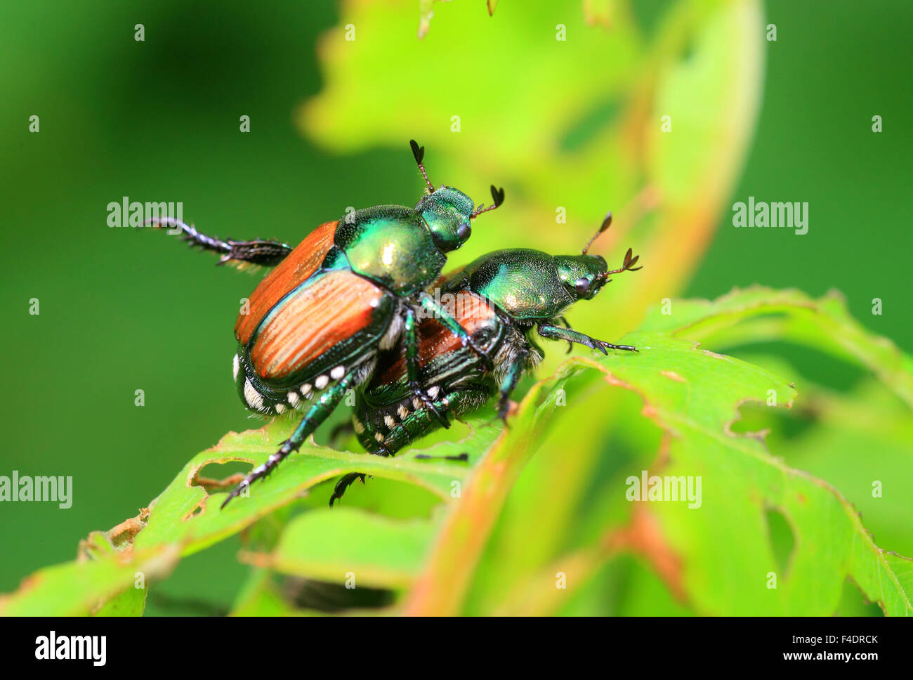 Popillia japonica japanese beetle hi-res stock photography and images ...