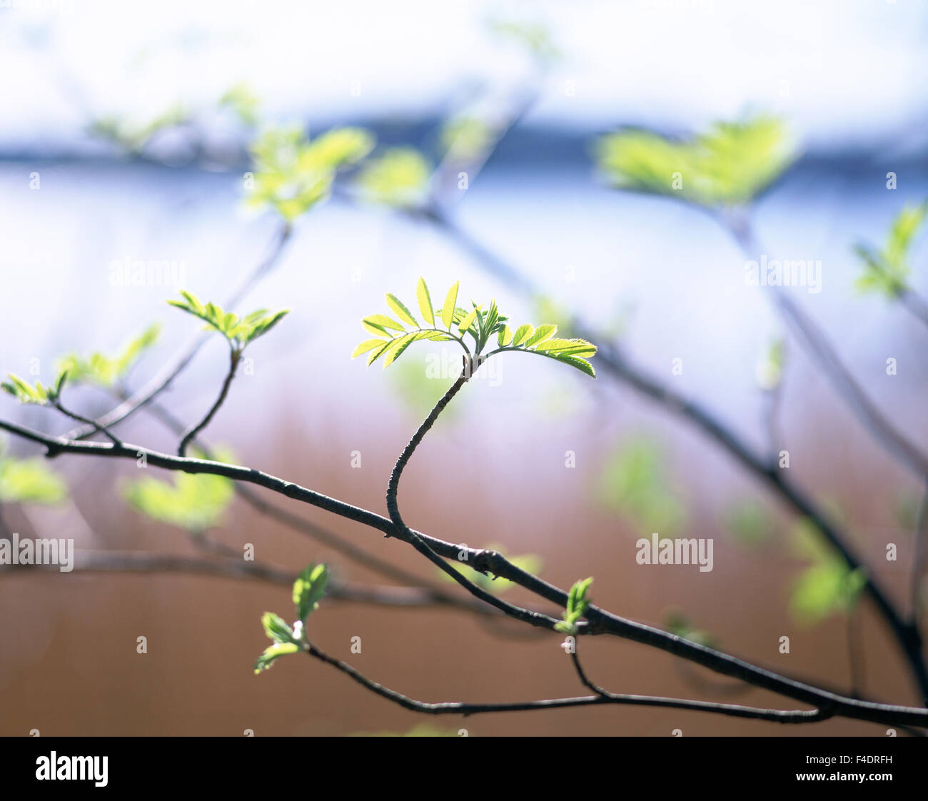 Banches hi-res stock photography and images - Alamy