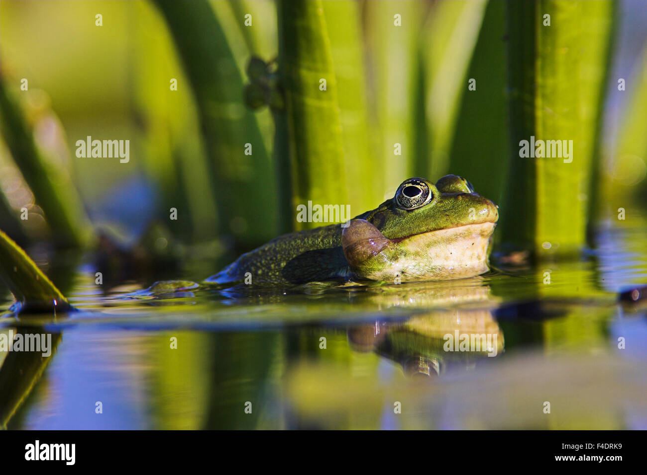 Edible Frog croaking, quacking (Rana esculenta or Pelophylax kl. esculentus) with deflated vocal sac visible in the Danube Delta between dense stands of Water Soldier (Stratiotes aloides) Europe, Eastern Europe, Romania, Danube Delta. Stock Photo