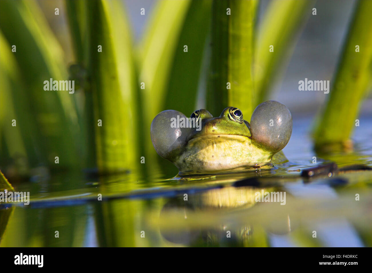 Edible Frog croaking, quacking (Rana esculenta or Pelophylax kl. esculentus) with inflated vocal sac visible in the Danube Delta between dense stands of Water Soldier (Stratiotes aloides) Europe, Eastern Europe, Romania, Danube Delta. Stock Photo