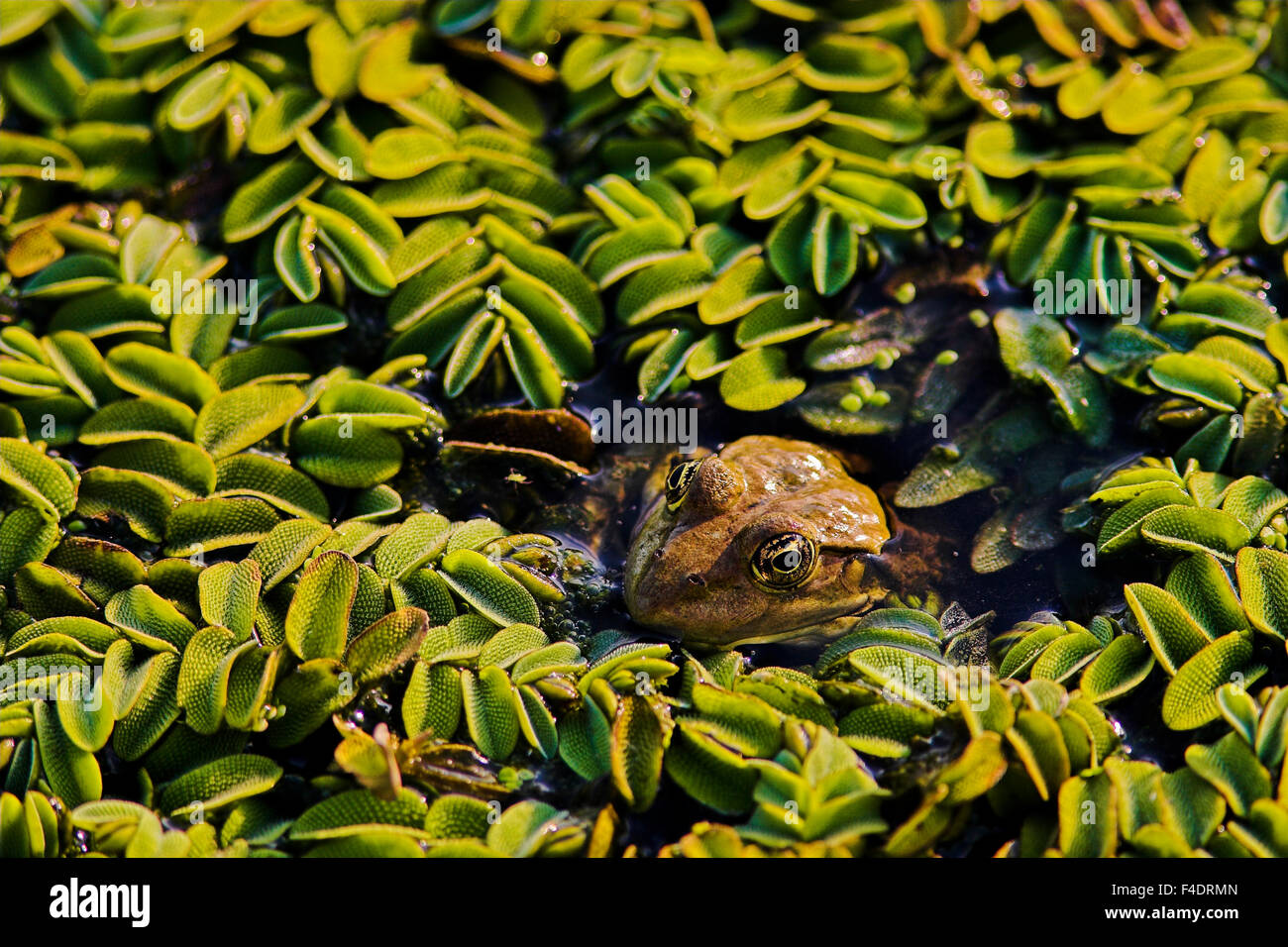 Marsh Frog (Rana ridibunda) in the Danube Delta in perfect camouflage between leaves of water spangles (salvinia natans) swimming in water. Europe, Eastern Europe, Romania, Danube Delta. Stock Photo