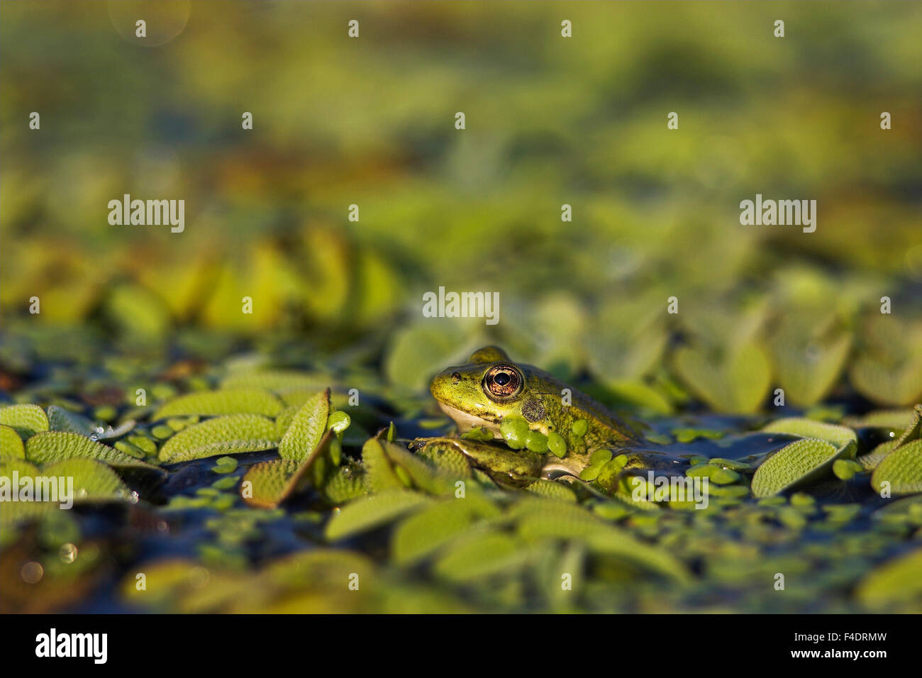 Edible Frog (Rana esculenta or Pelophylax kl. esculentus) in the Danube Delta between leaves of water spangles (salvinia natans) swimming in water. Europe, Eastern Europe, Romania, Danube Delta. Stock Photo