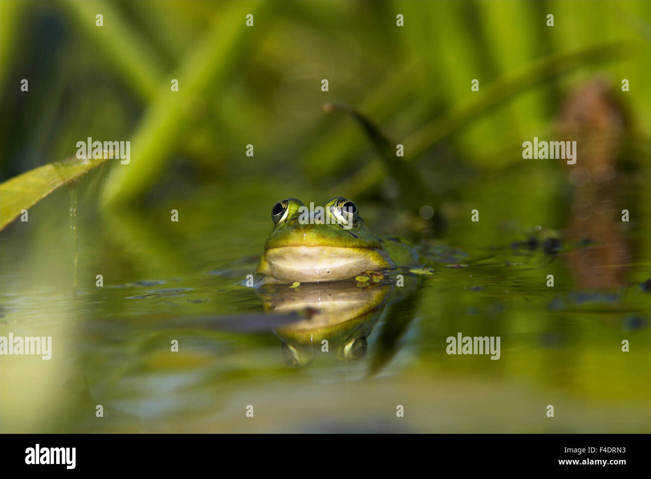 Edible Frog (Rana esculenta or Pelophylax kl. esculentus) in the Danube Delta swimming in dense stands of Water soldier (Stratiotes aloides) Europe, Eastern Europe, Romania, Danube Delta. Stock Photo