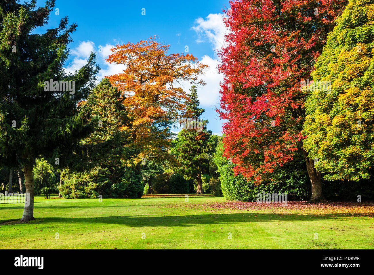 Autumn trees in the parkland of the Bowood Estate in Wiltshire. Stock Photo