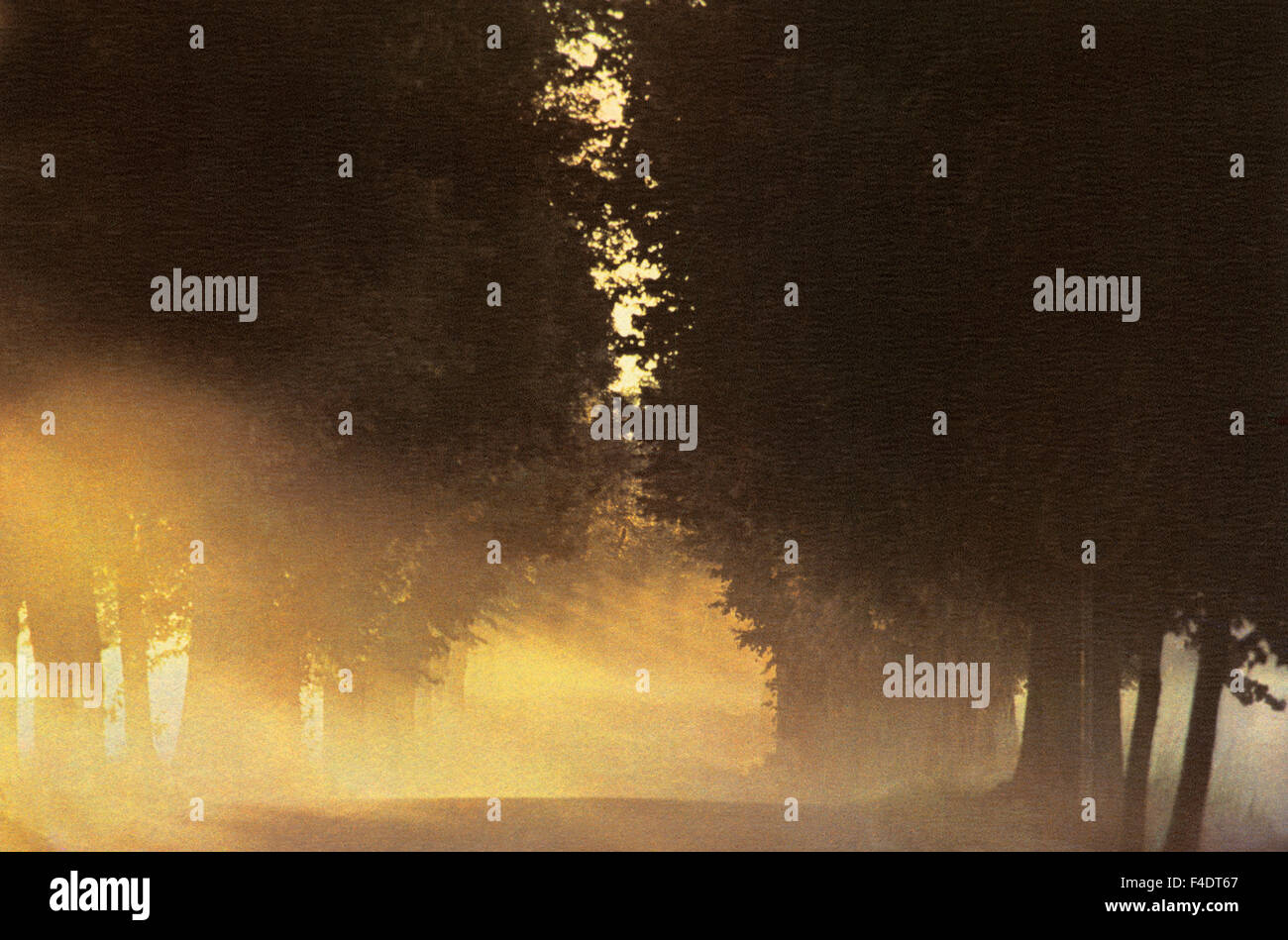 Fog through the trees. Stock Photo
