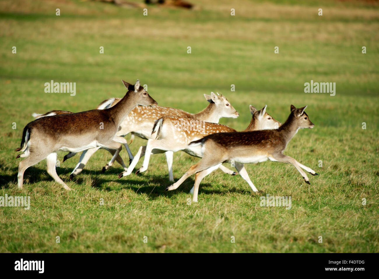 Fallow deer grazing in Richmond Park, London, UK. Fallow deer, an introduced species of ungulate, can be found in many parks in the UK, such as Richmond Park in the heart of London. (Large format sizes available) Stock Photo