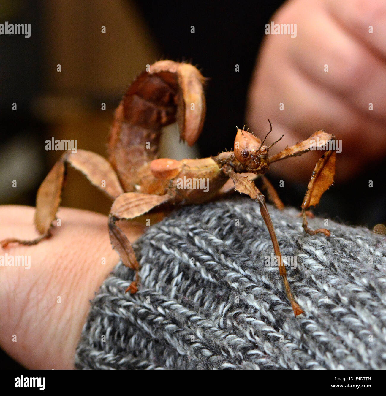 Albuquerque, NM, USA. 16th Oct, 2015. An Prickly Stick insect is one of