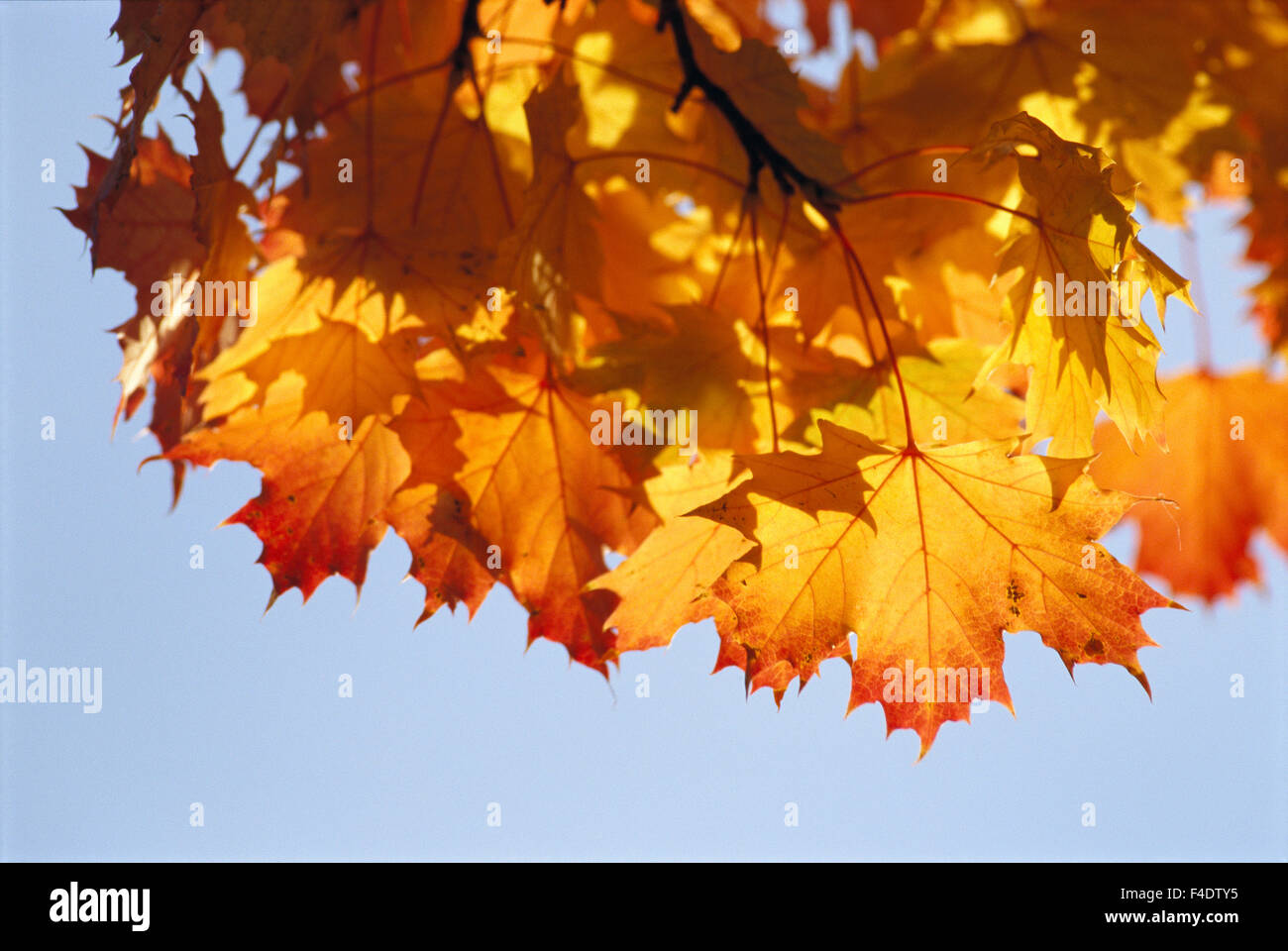 Autumn coloured leaf hi-res stock photography and images - Alamy