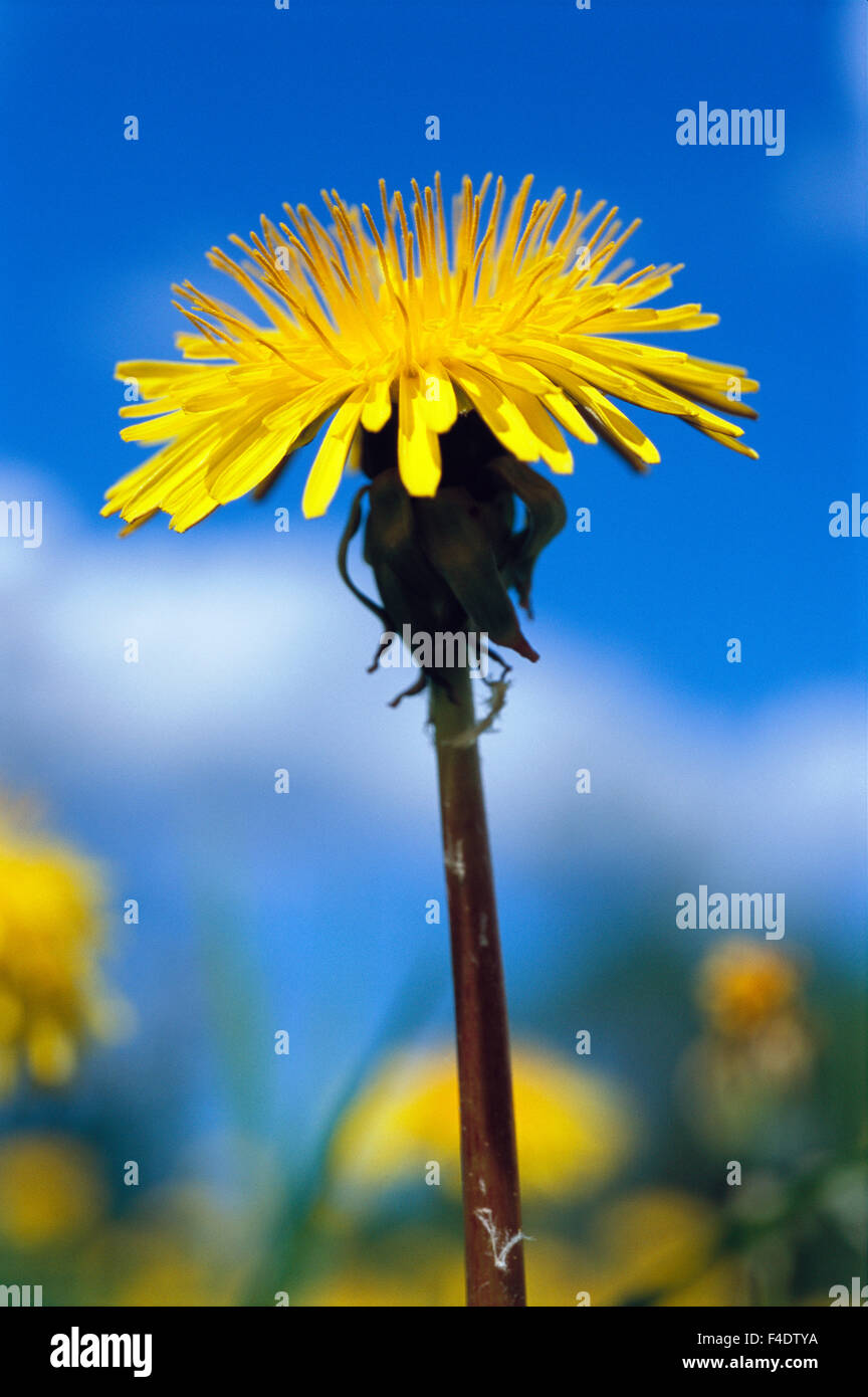 Blossoming dandelion flower hi-res stock photography and images - Alamy