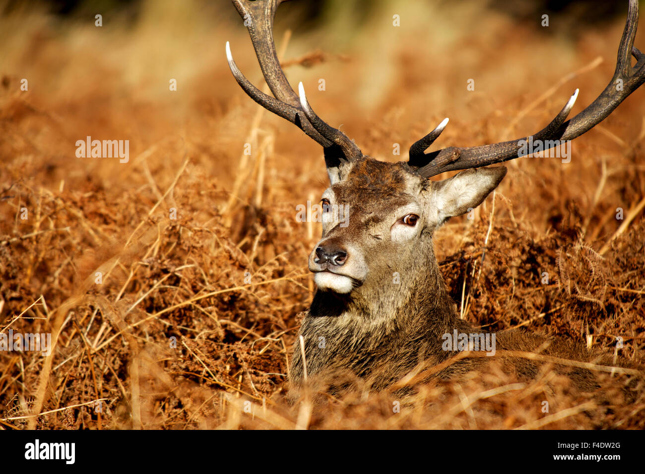The King's Deer, red deer stags or bucks of Richmond Park, London, UK