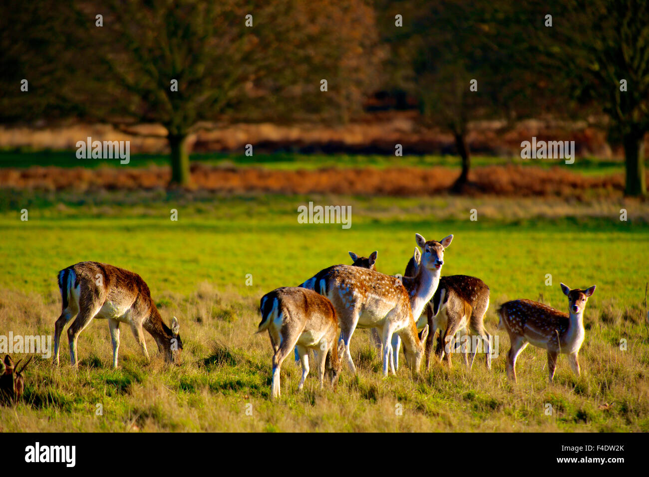 The Fallow deer of Richmond Park, London, share the meadow with the Red Deer. The bucks have palmate antlers. The fallow deer (Dama dama) is a ruminant mammal belonging to the family Cervidae. (Large format sizes available) Stock Photo