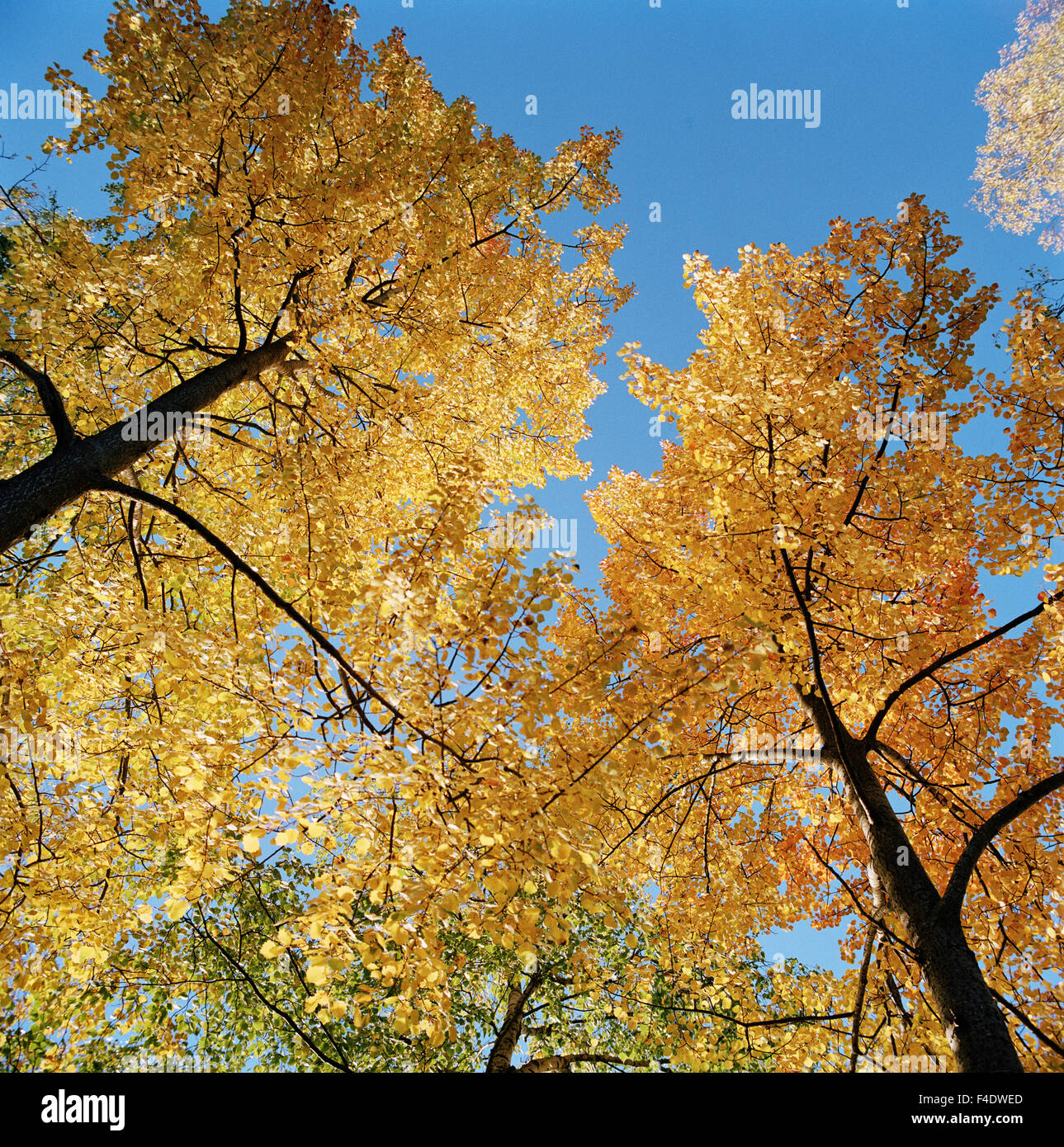 Birch trees, autumn, Kolmarden, Sweden. Stock Photo
