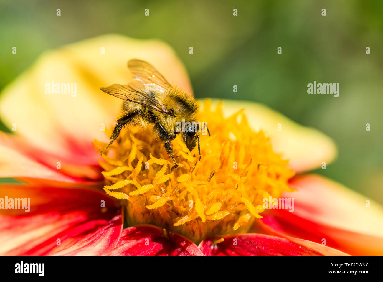 A Common carder bee (Bombus pascuorum) is collecting nectar from a Dahlia (Asteraceae) blossom Stock Photo