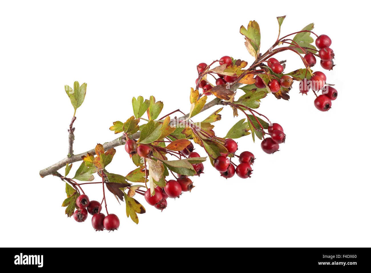Hawthorn seeds and leaves on a plain white background. Stock Photo