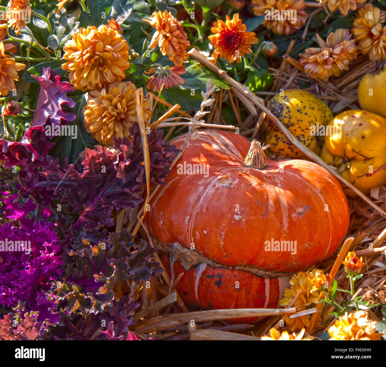 Hokkaido orange pumpkin, other decorative gourds and beautiful dahlias
