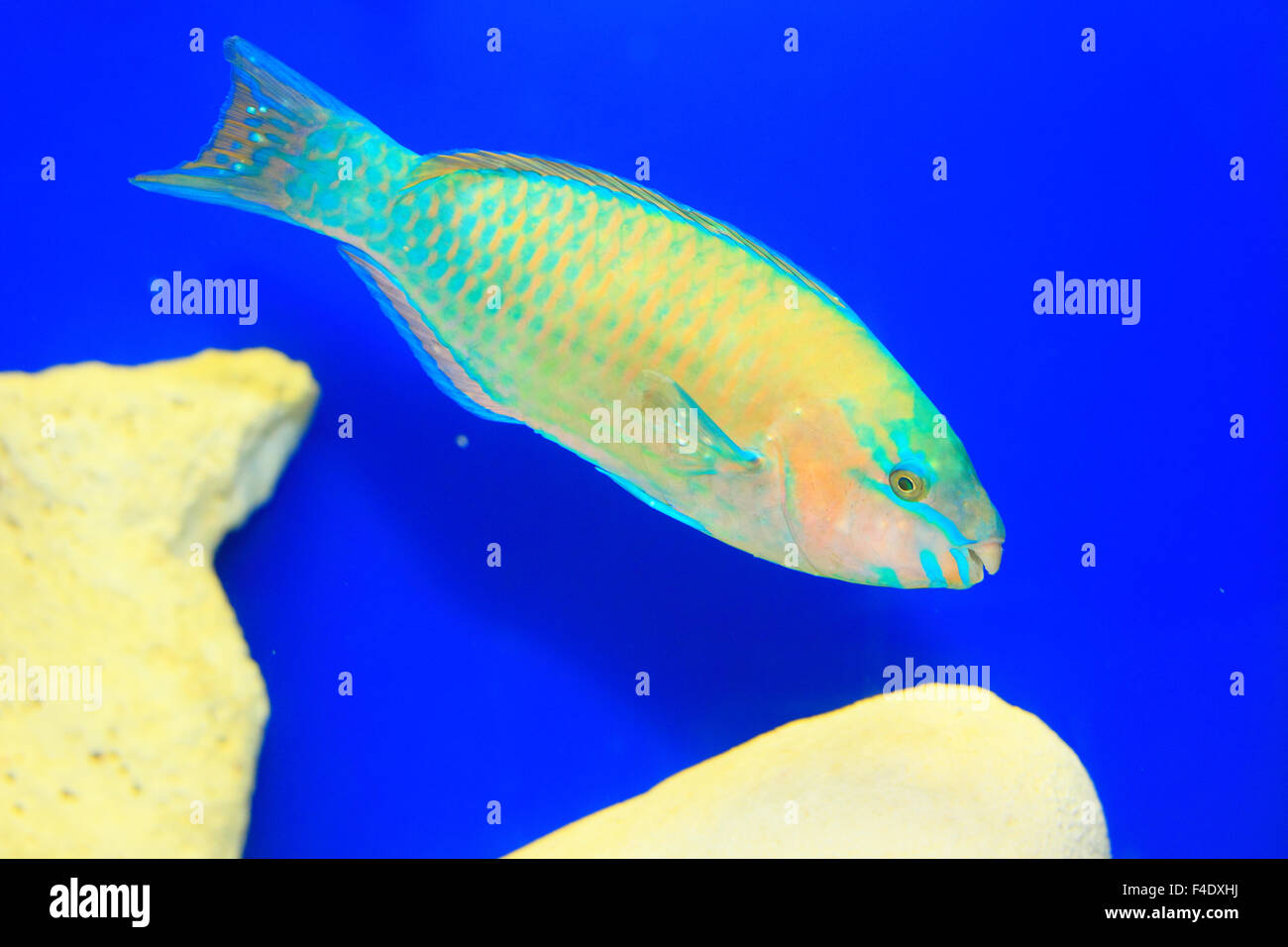 Common parrotfish (Scarus psittacus) in Japan Stock Photo