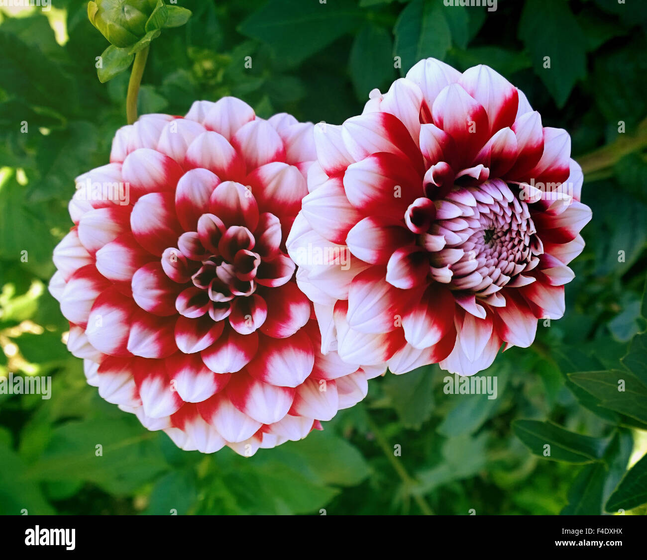 Beautiful couple of red and white dahlia flowers Stock Photo