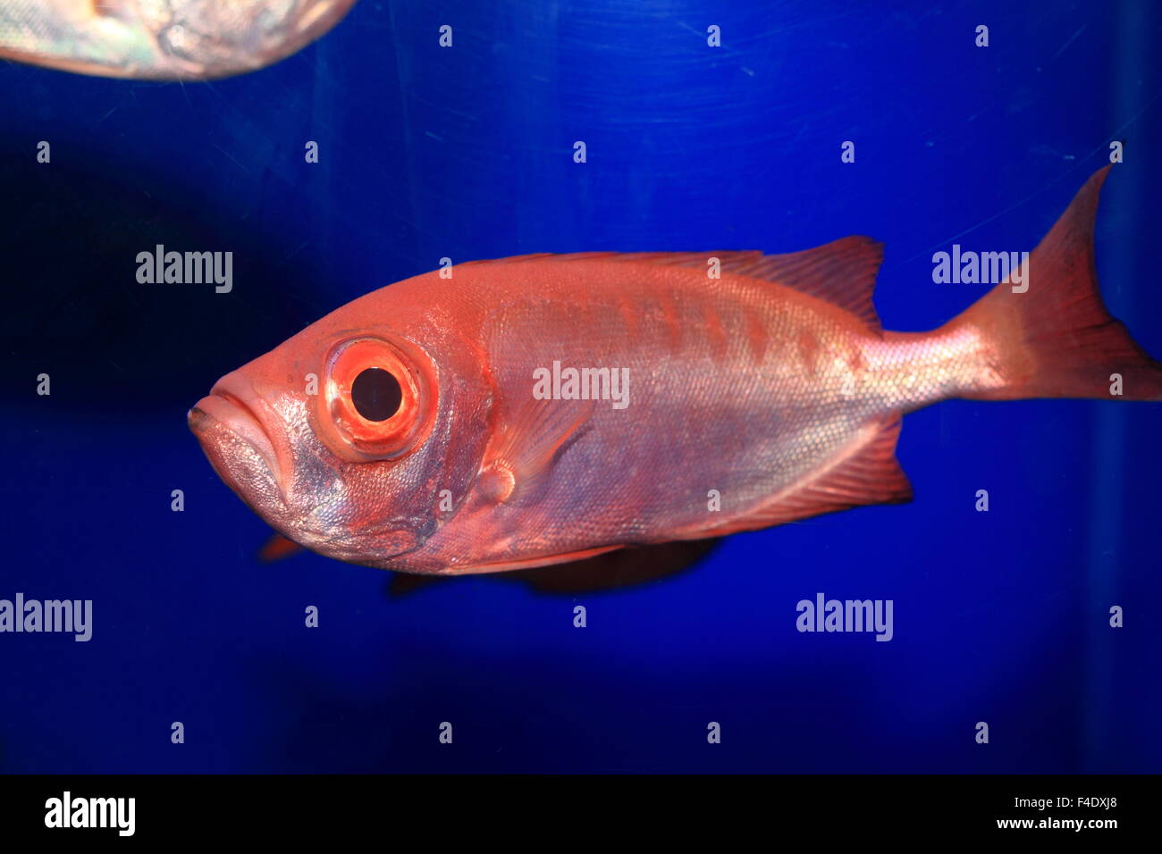 Splendid alfonsino (Beryx splendens) in Japan Stock Photo