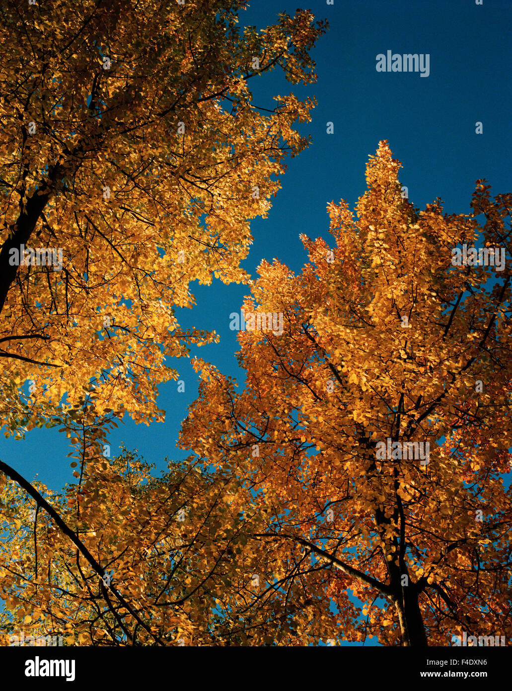 Birch trees, Sweden. Stock Photo