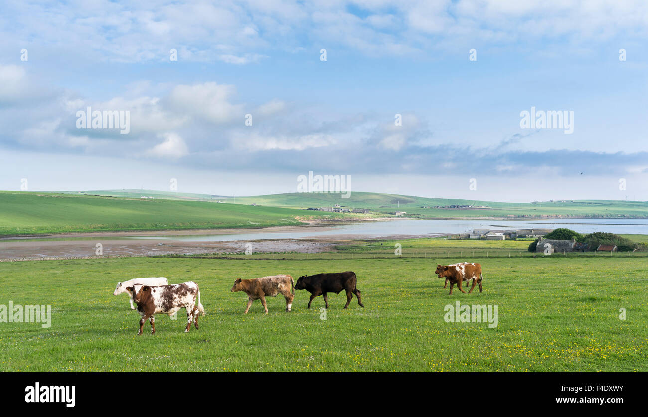 Landscape on South Ronaldsay, Orkney Islands. Orkney Islands, Scotland. (Large format sizes available) Stock Photo