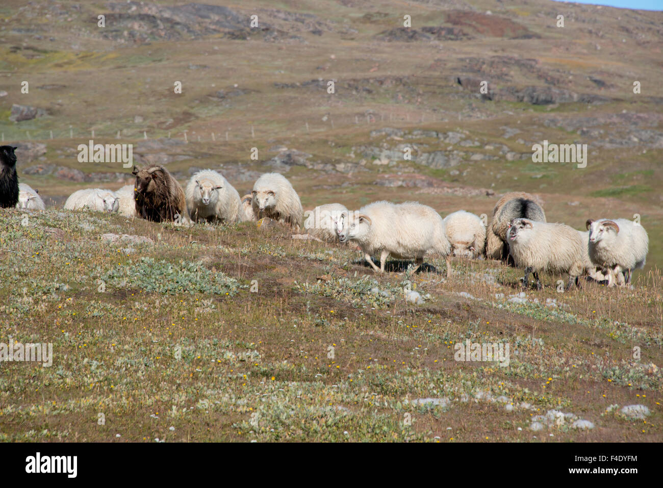 Qassiarsuk greenland hi-res stock photography and images - Page 5 - Alamy