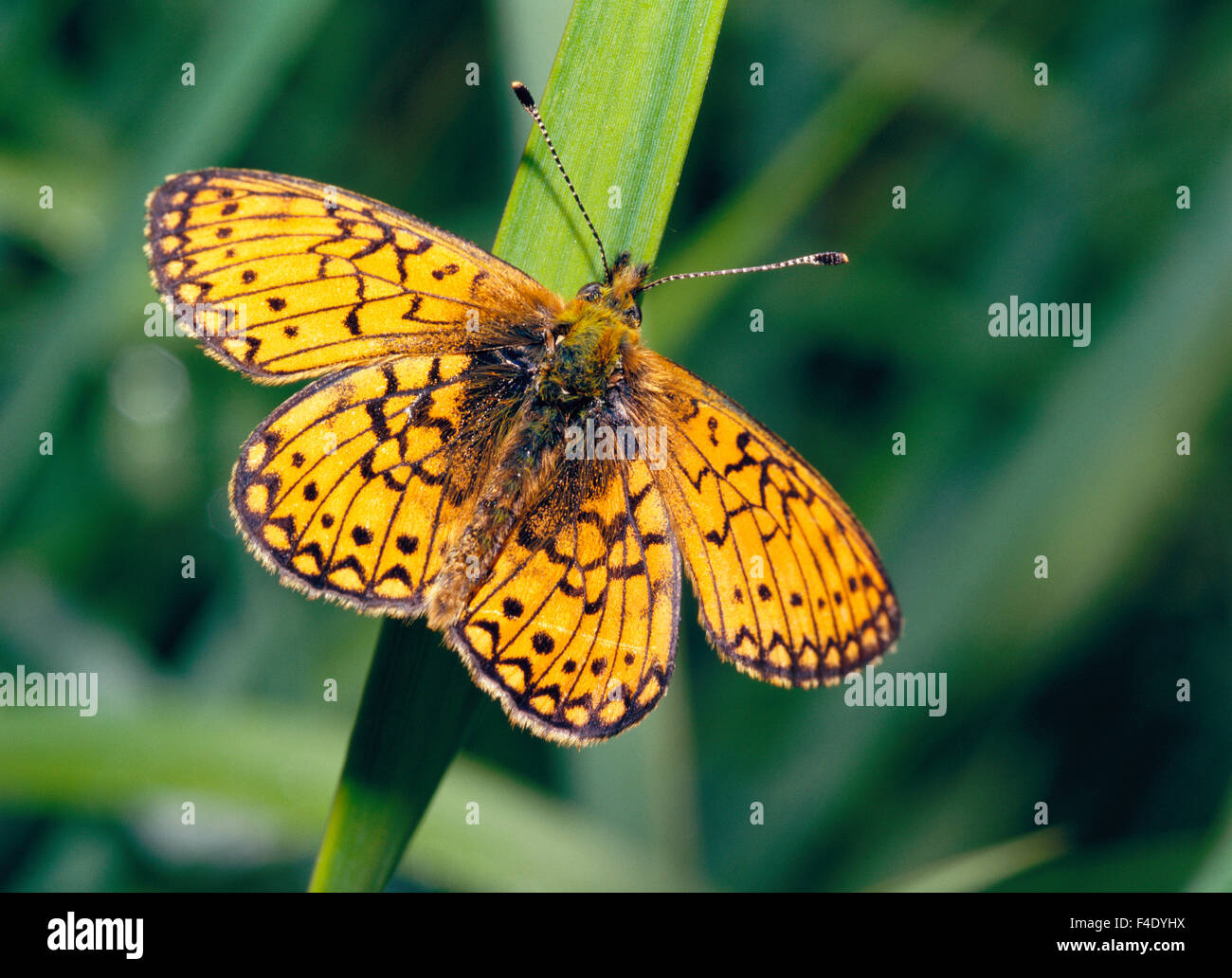 Butterfly on blade of grass, close-up Stock Photo