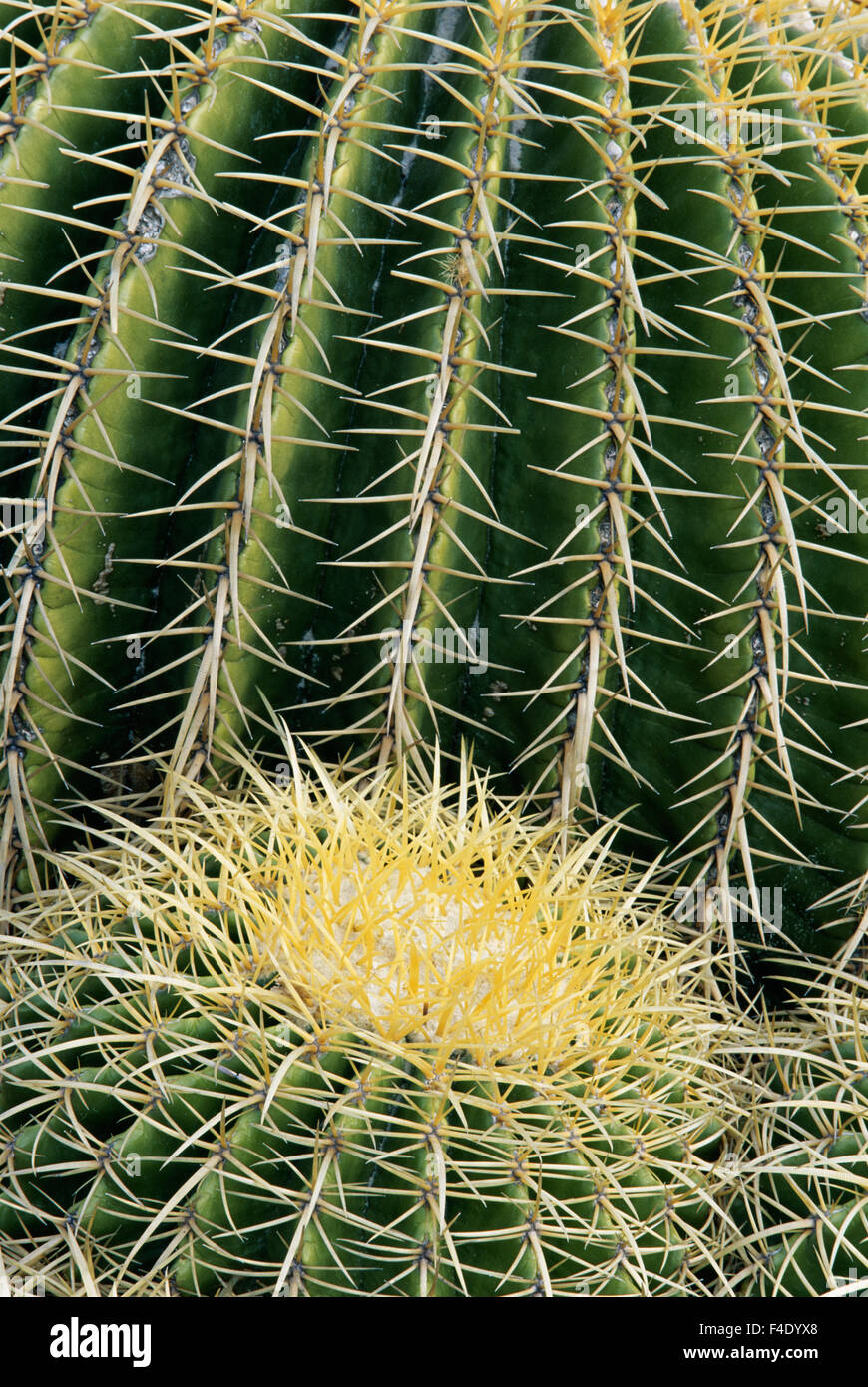 Cactus Pattern (Cheiridopsis Tuberculata) (Large format sizes available) Stock Photo