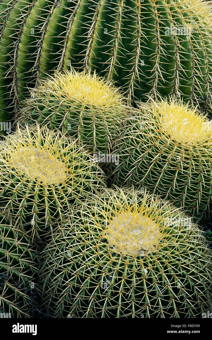 Cactus Pattern (Cheiridopsis Tuberculata) (Large format sizes available) Stock Photo