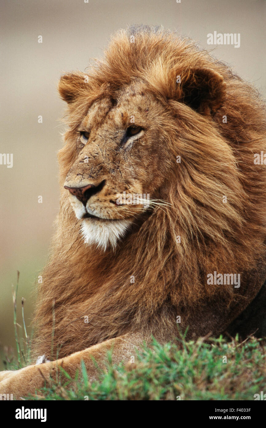Male lion sitting up looking hi-res stock photography and images - Alamy