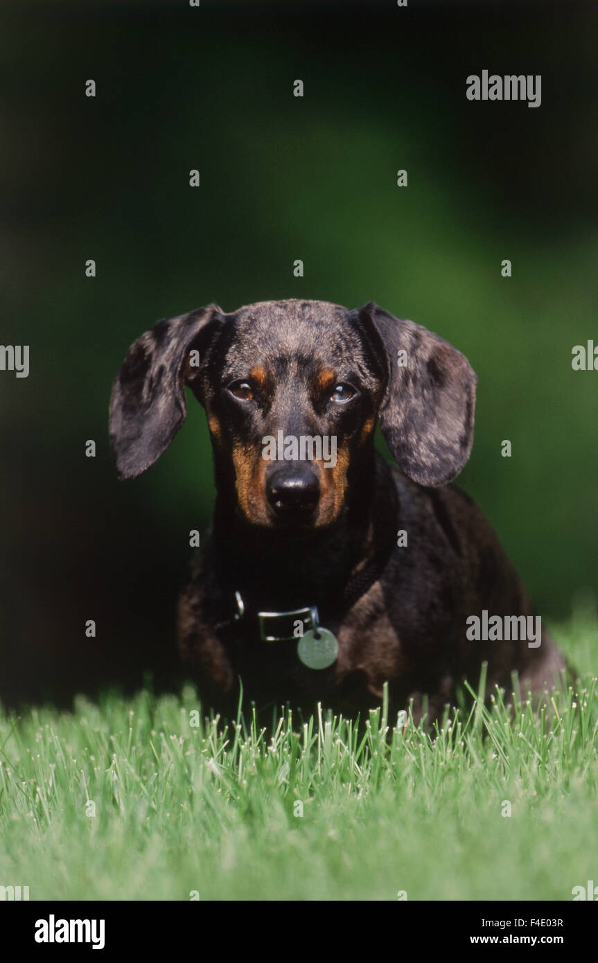 View of Dapple colored Dachshund (Large format sizes available) Stock Photo