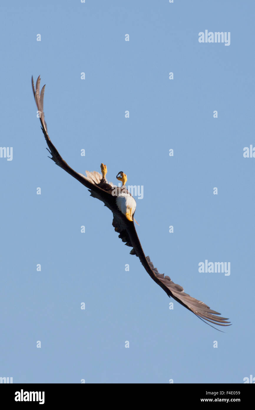 Bald Eagle in Flight, upside down Stock Photo Alamy