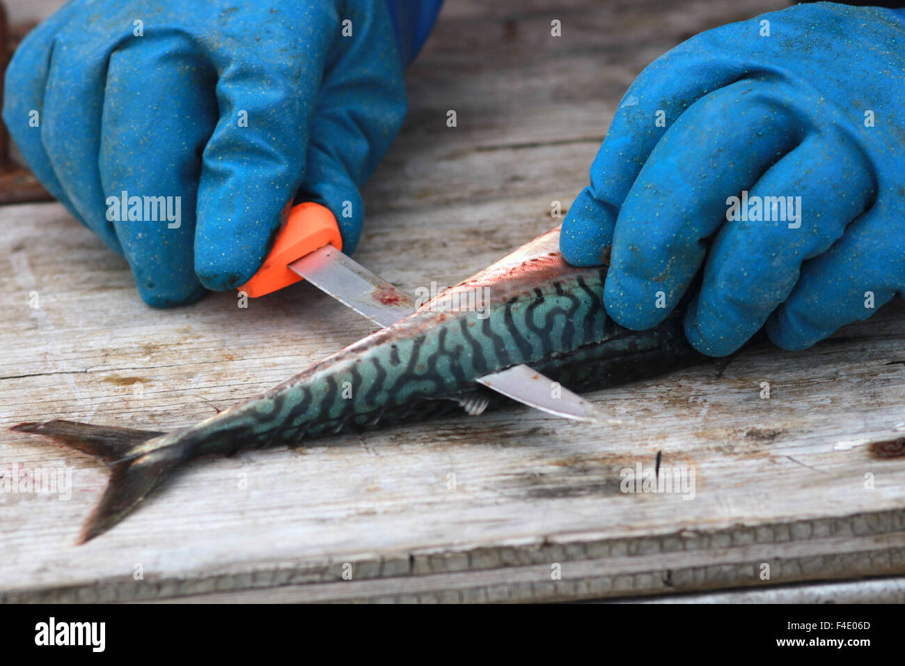 Atlantic Mackerel fish Stock Photo Alamy