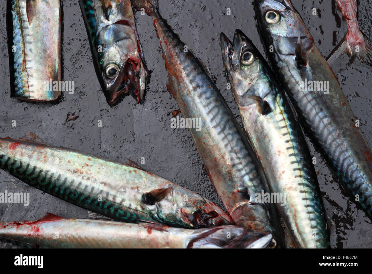 Atlantic Mackerel fish Stock Photo Alamy