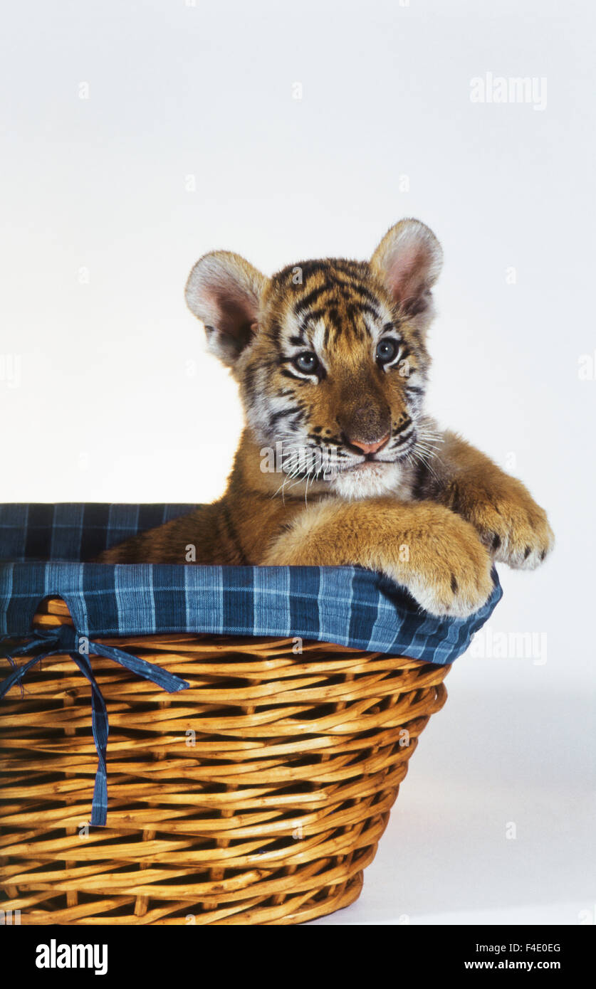 Siberian Tiger Cub in basket( Panthera tigris altaica) (Large format sizes  available Stock Photo - Alamy