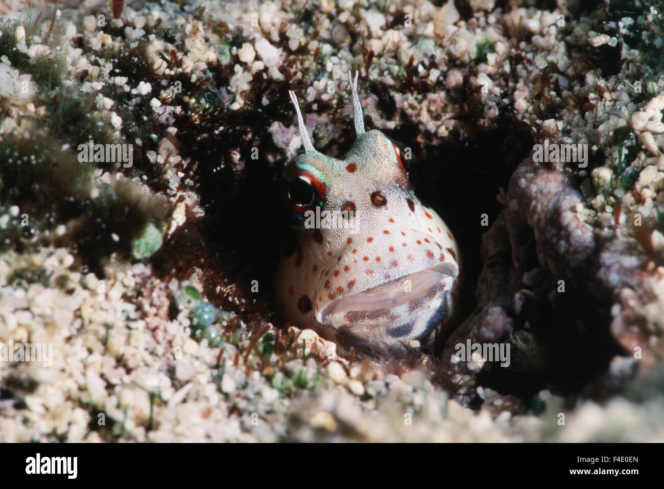 Freckled face blenny hires stock photography and images Alamy